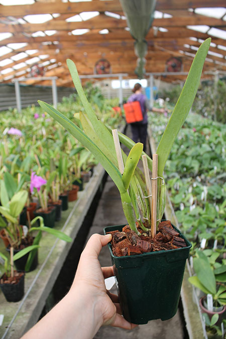 Cattleya labiata coerulescens 'Da Norma Dreher' x self.jpg