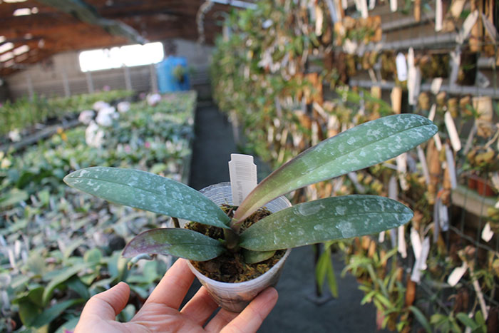 Phalaenopsis stuartiana yellow strain.jpg