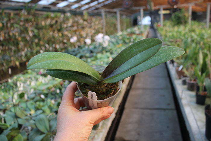 Doritaenopsis Lius Sakura KF.jpg