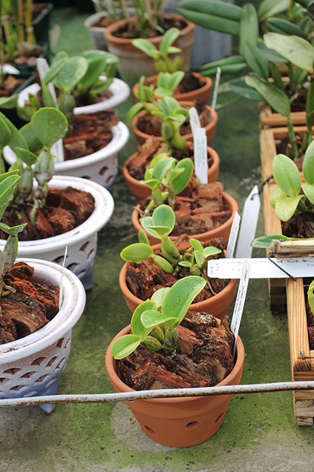 Cattleya nobilior coerulea x coerulea 'Francisco'.jpg