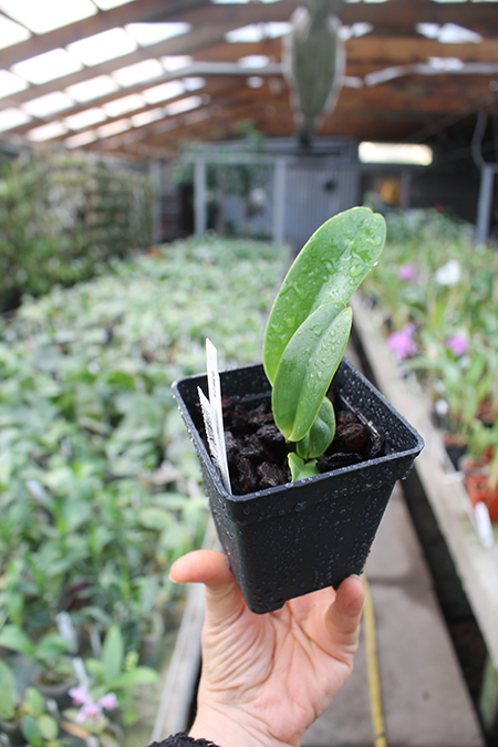 Cattleya warscewiczii coerulea 'La Floresta' x self.jpg