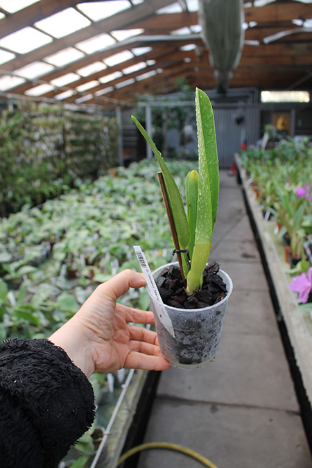 Cattleya iricolor 'Marisa' x 'MAJ'.jpg