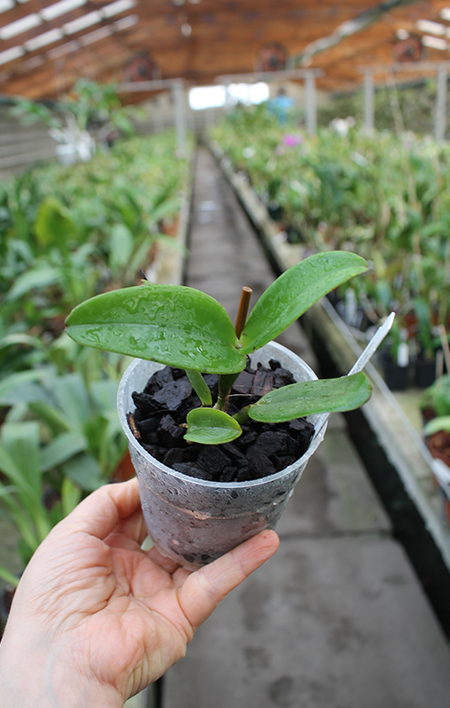 Cattleya amethystoglossa 4N (‘HR Super Spots’ x 'Big Spots').jpg