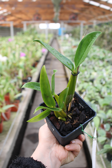 Dendrobium Roy Tokunaga.jpg