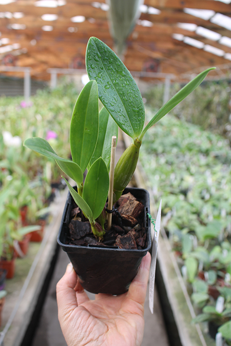 Dendrobium spectabile H&R.jpg