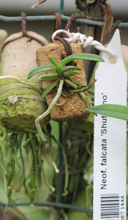 Neofinetia falcata 'Shutenno'.jpg