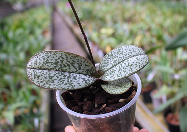 Doritis pulcherrima var marmorata.jpg