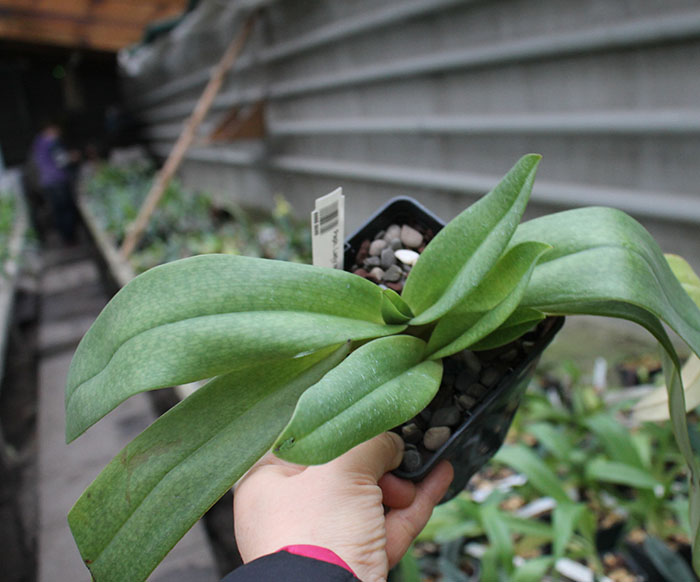 Paphiopedilum delenatii x Lady Isabel.jpg