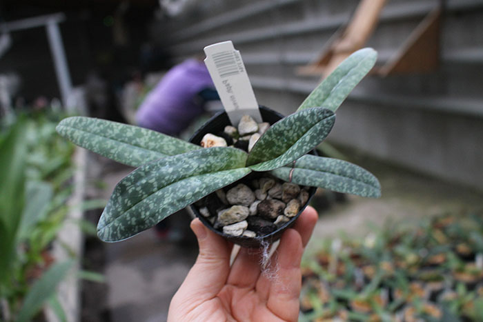 Paphiopedilum niveum.jpg