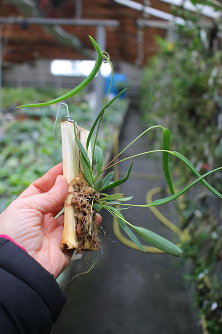 Pleurothallis dilemma.jpg