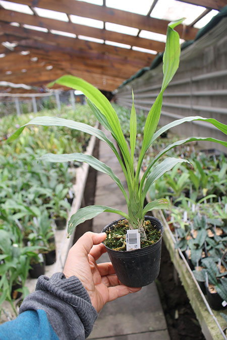 Clowesia Grace Dunn.jpg