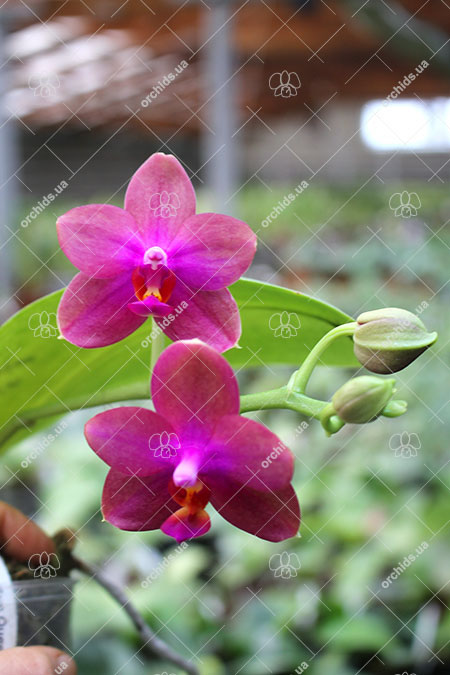 Phalaenopsis Mituo Sun Queen 'Lotus'.jpg