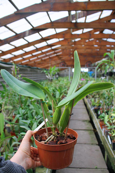 Cattleya warneri amesiana 'Santa Leopoldina' x SELF.jpg