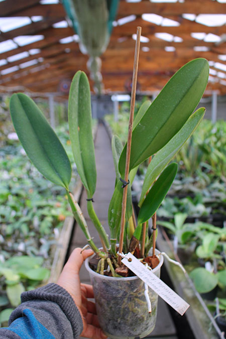 Cattleya warneri coerulea 'Carolina' x Cattleya warneri coerulea 'Raasch.jpg