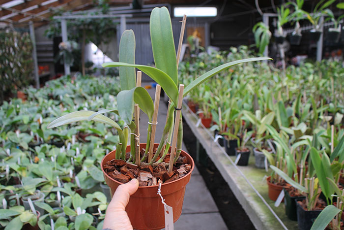 Cattleya labiata amesiana 'Bela' (Z-8) x SELF.jpg