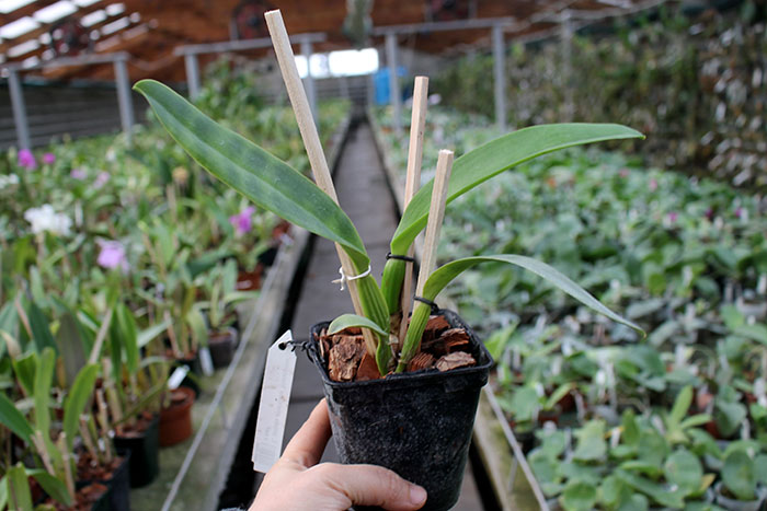 Cattleya labiata amesiana 'Mandarim' x self.jpg