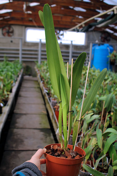 Laelia purpurata estriata suave 'AWZ' x Laelia purpurata estriata suave 'Pedra Azul'.jpg