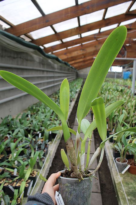 Laeliocattleya C G Roebling 'Blue Indigo' (Cattleya gaskelliana x Laelia purpurata).jpg