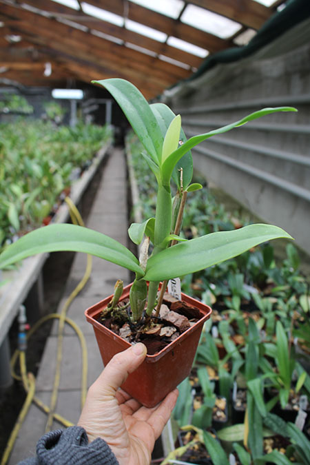 Guarianthe aurantiaca 'Mishima Spot'.jpg