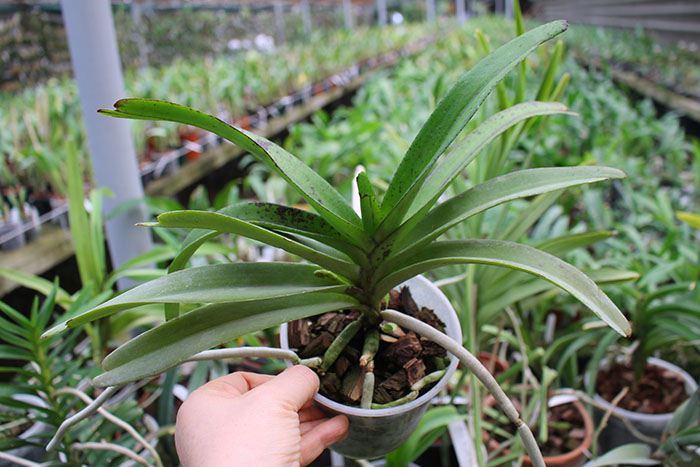 Rhynchorides Bangkok Sunset.jpg