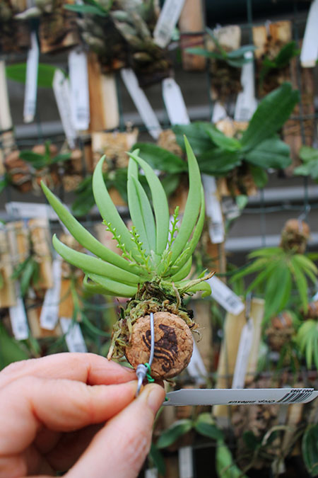 Ornithocephalus inflexus.jpg