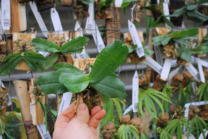 Aerangis somalensis.jpg