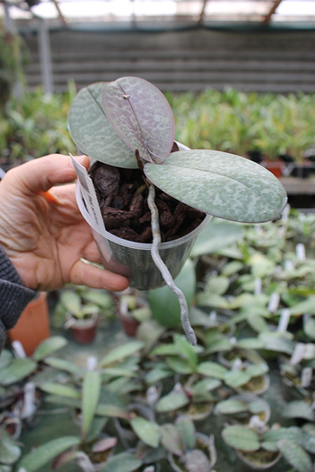 Phalaenopsis schilleriana 4N.jpg