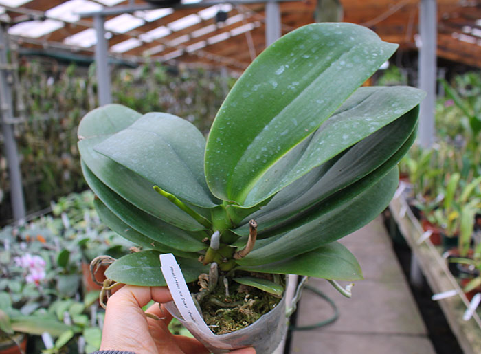 Phalaenopsis I-Hsin Ice Coke 'peloric'.jpg