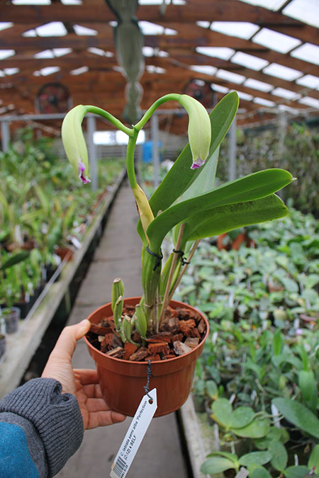 Cattleya labiata semi alba 'Perfection' (Z-12) x SELF.jpg