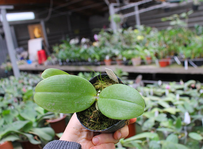 Phalaenopsis Mituo Prince x LD Emerald Bear.jpg