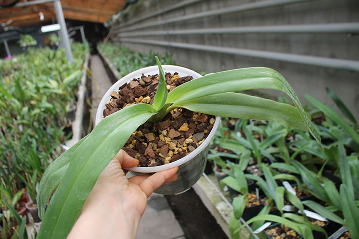 Paphiopedilum stonei.jpg