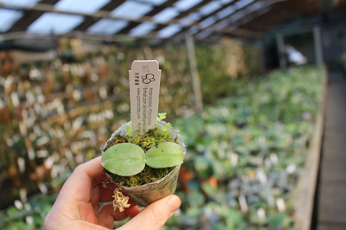 Phalaenopsis (Gigabell ‘Kung Sir’ x Mituo Prince ‘BB’).jpg