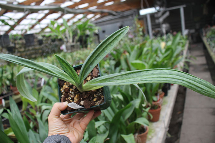 Paphiopedilum sukhakulii x kolopakingii.jpg