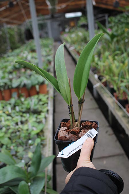 Cattleya mossiae concolor x SELF.jpg
