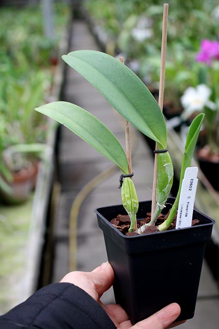Cattleya Kiwanda 4N (mossiae 4N x skinneri 4N).jpg