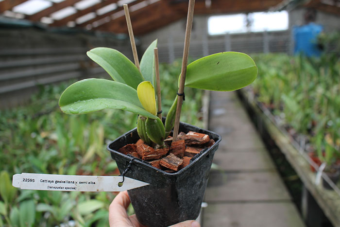 Cattleya gaskelliana semi-alba 'Maruja' x 'Naria'.jpg