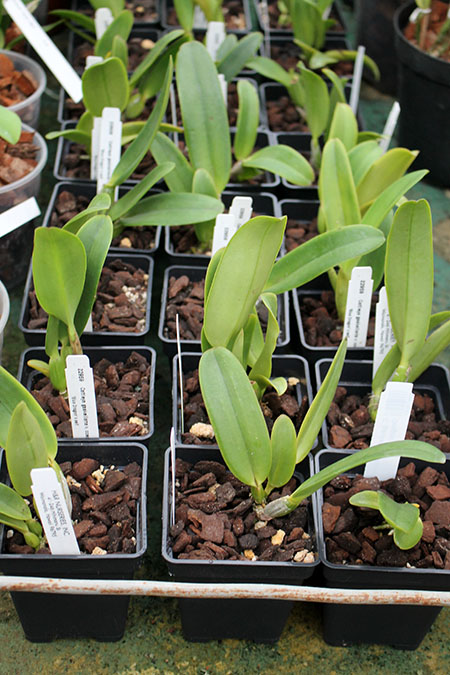 Cattleya trianae splash x coerulea.jpg