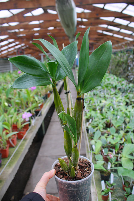 Dendrobium Fire Wings (Big Alex x Silver Wings) (4N).jpg