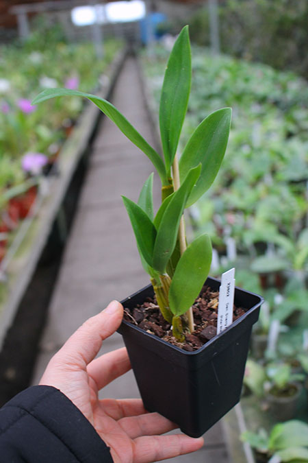 Dendrobium Sherry Abe (Peter Shen x spectabile).jpg