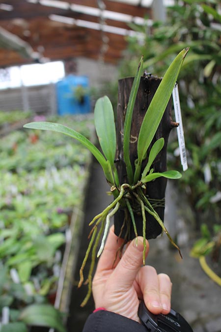 Cattleya maxima coerulea 'Dennis' x self.jpg