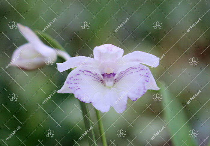 Dendrobium Maiden Charlotte x Micro Chip