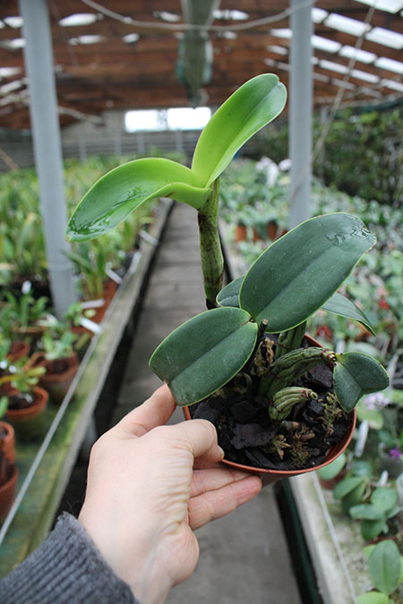 Cattleya nobilior amalie.jpg