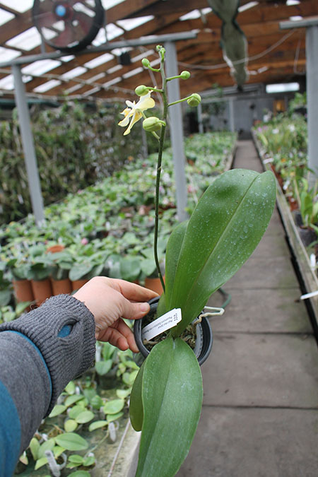 Phalaenopsis I-Hsin Samuel (stuartiana x I-Hsin Banana Dream).jpg