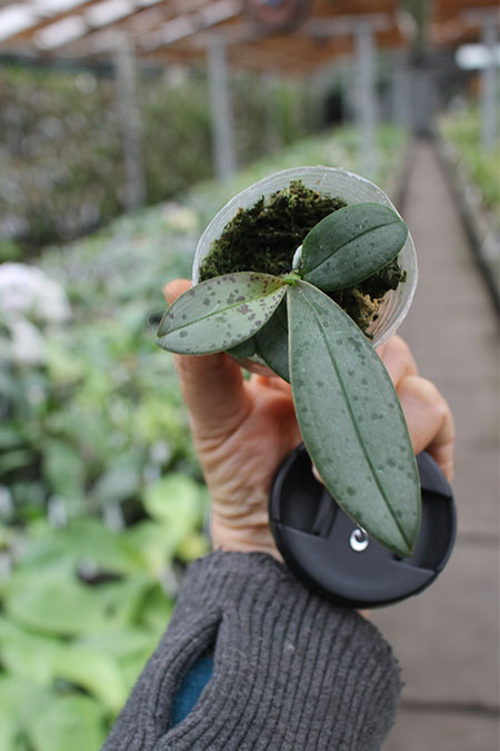 Phalaenopsis lindenii.jpg