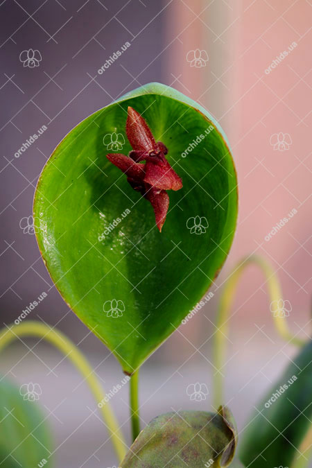 Pleurothallis cardiostola.jpg