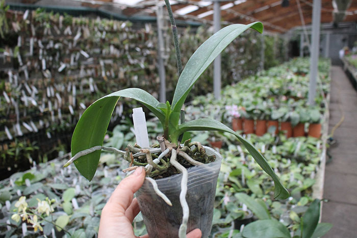 Phalaenopsis 'Ito' peloric.jpg