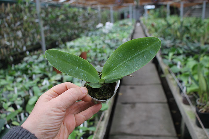 Phalaenopsis Natasha 'Aiko'.jpg