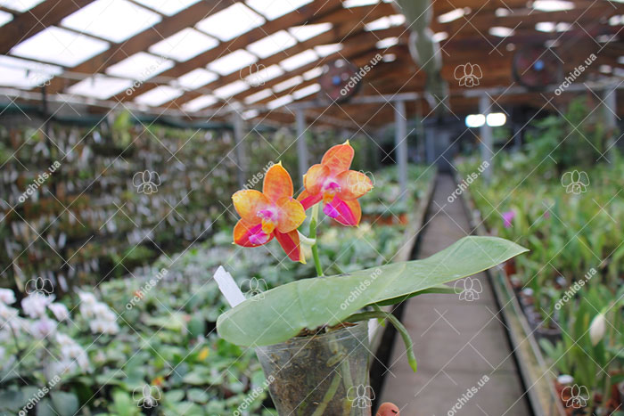 Phalaenopsis LD's Bear King 'YK-14' x Miro Super Star.jpg