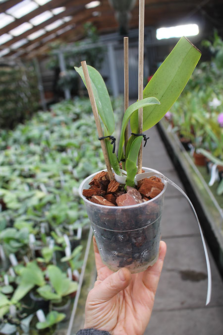 Cattleya labiata concolor 'Simoes' SELF.jpg