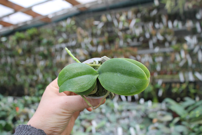 Phalaenopsis Joy little Plums.jpg